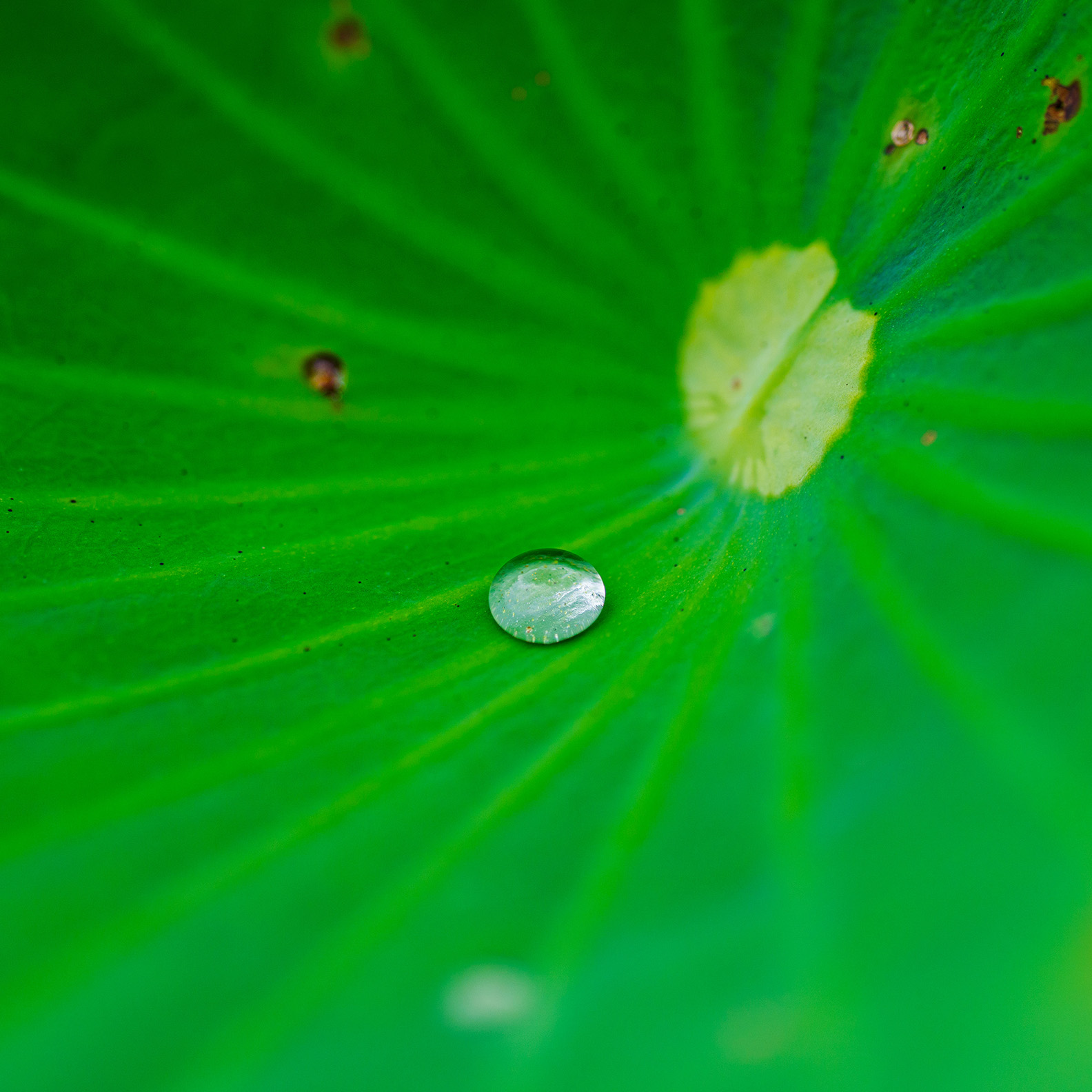 Water On Huge Leaf